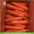 Vegetable Fresh Carrot From China